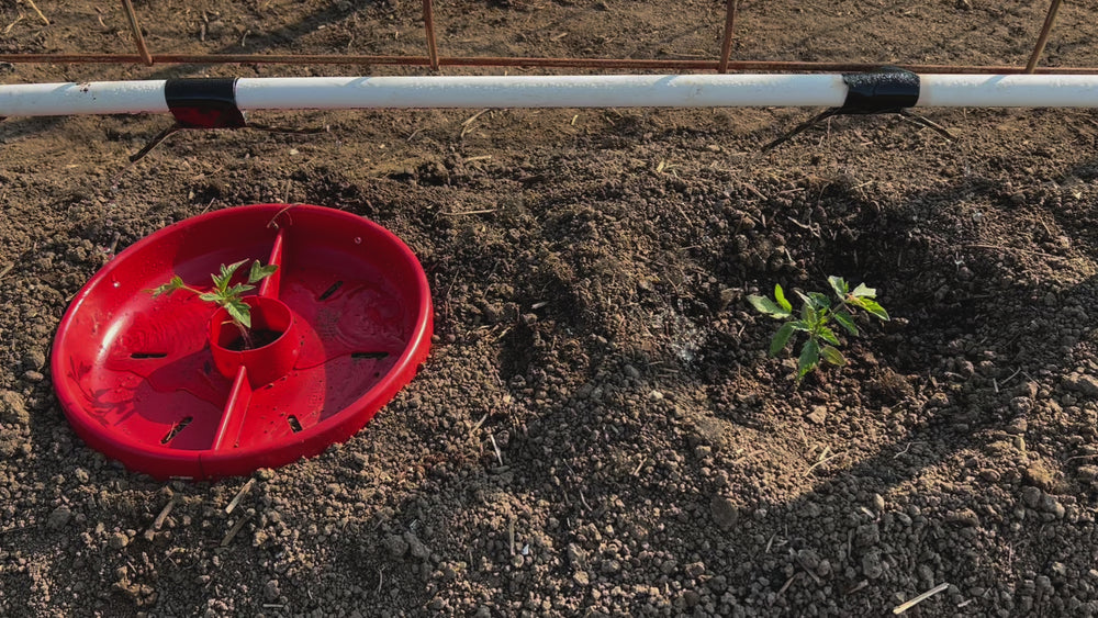 
            
                Load and play video in Gallery viewer, Tomato Crater Vegetable Garden Watering Tray, Directs Water to Roots, Warms Soil, Reduces Pests and Insecticides, Improves Tomato Growth for Healthy, Productive Plants, Provides Natural Barrier, BPA-Free – 12” Red 3pk
            
        