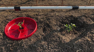 
            
                Load and play video in Gallery viewer, Tomato Crater Vegetable Garden Watering Tray, Directs Water to Roots, Warms Soil, Reduces Pests and Insecticides, Improves Tomato Growth for Healthy, Productive Plants, Provides Natural Barrier, BPA-Free – 12” Red
            
        